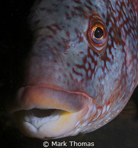 Ballan Wrasse, Farne Islands. by Mark Thomas 
